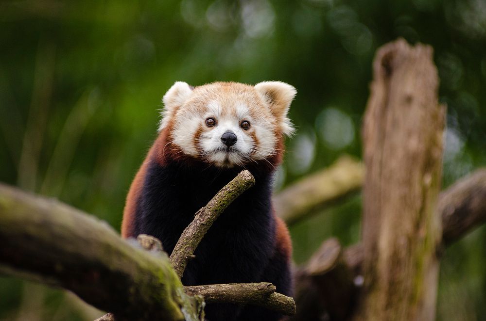 Free red panda image, public domain animal CC0 photo.
