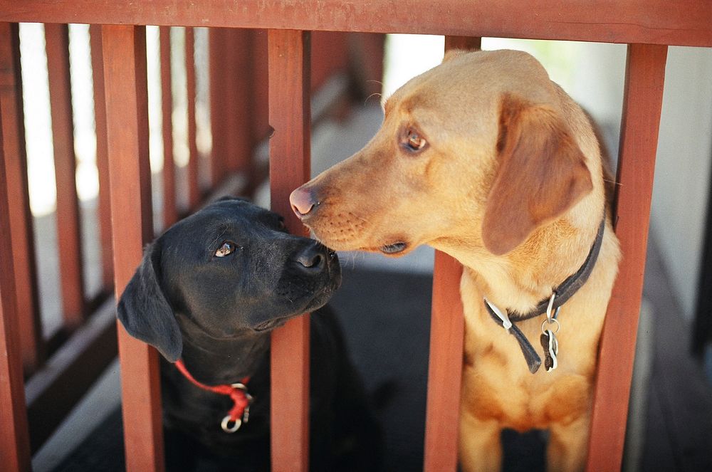 Free labrador retriever dogs in wooden cage image, public domain animal CC0 photo.