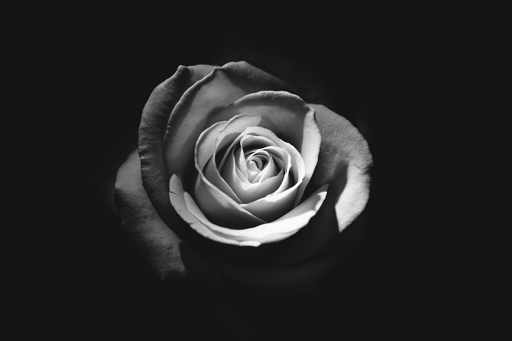 Free bw rose image, public domain flower CC0 photo.