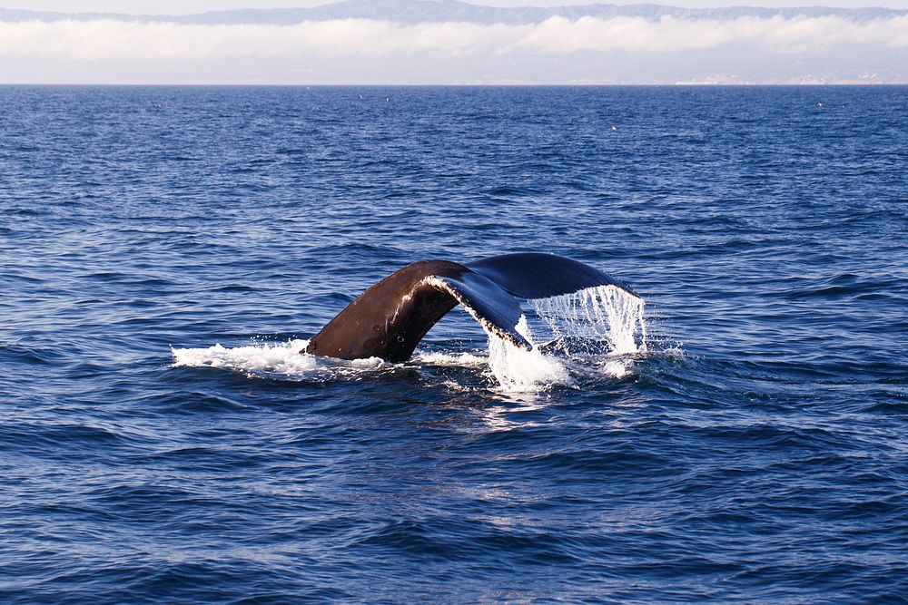 Free whale tail diving into ocean close up photo, public domain animal CC0 image.