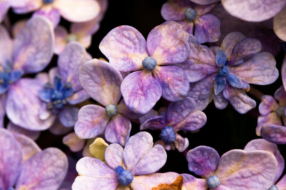 Free purple lilac image, public domain flower CC0 photo.