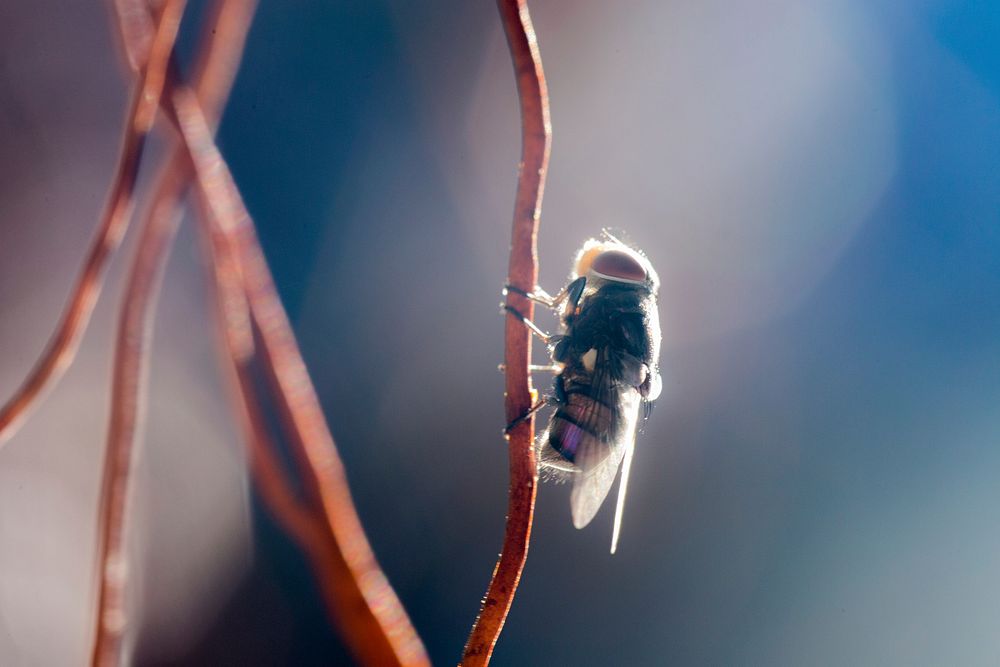 Free macro bee image, public domain animal CC0 photo.