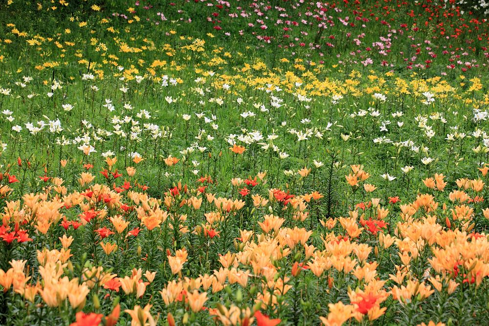 Free orange lily background image, public domain spring CC0 photo.