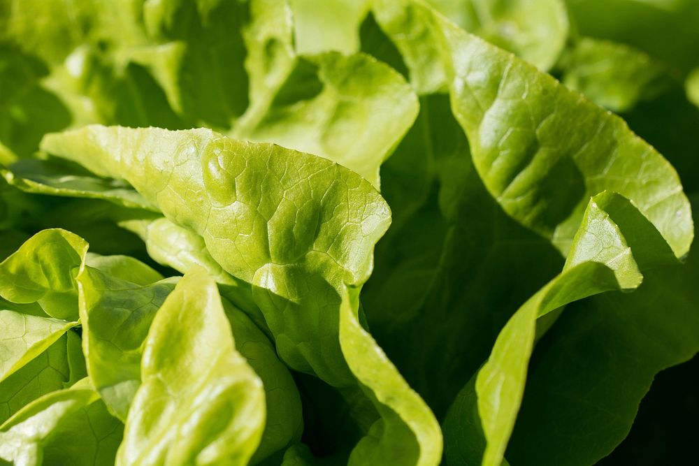 Free fresh lettuce, public domain vegetable CC0 photo.