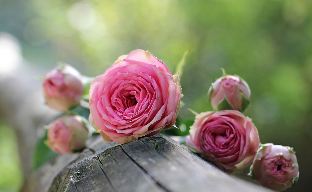 Free pink roses image, public domain flower CC0 photo.