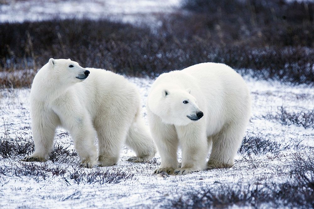 Free 2 polar bears walking together image, public domain animal CC0 photo.