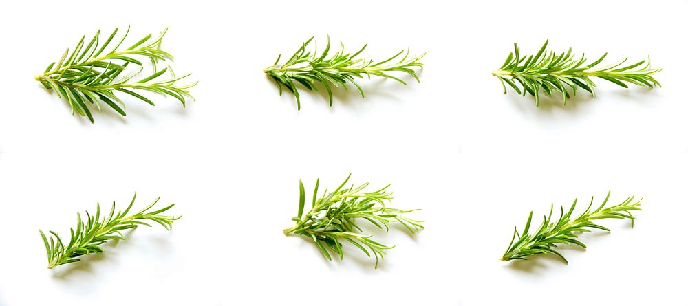 Free rosemary herbs image, public domain food CC0 photo.