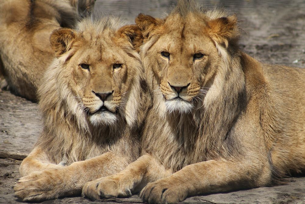 Free male lions closeup, wildlife image, public domain CC0 photo.