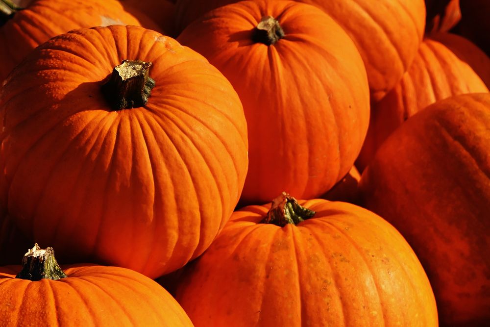 Free pumpkin pile background image, public domain vegetables CC0 photo.