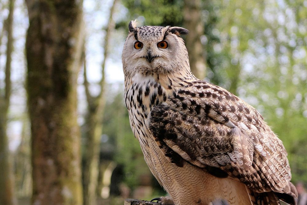 Free eagle owl image, public domain bird CC0 photo.