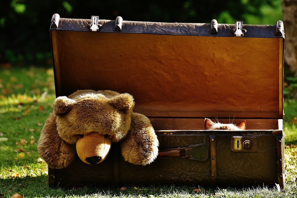 Free teddy bear doll in suitcase image, public domain toy CC0 photo.