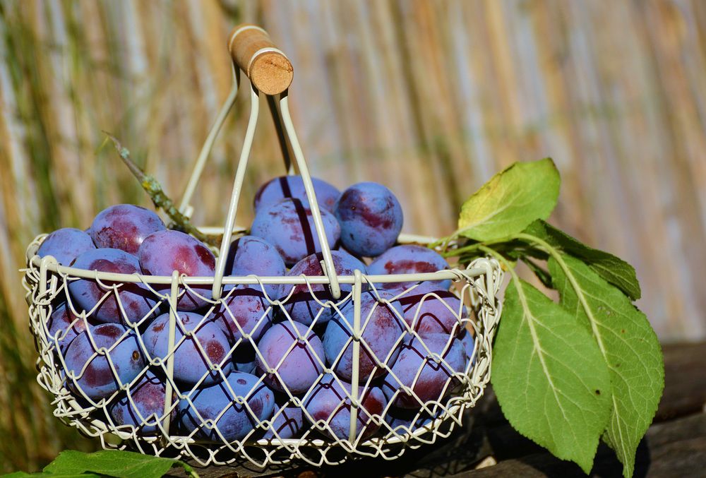 Free plums in basket photo, public domain CC0 image.