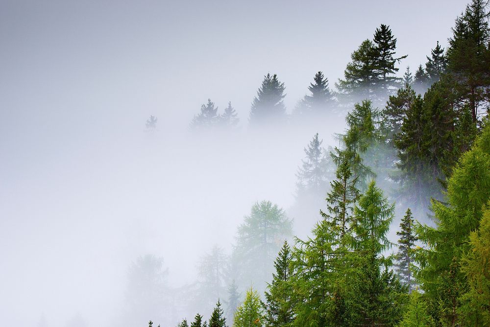 Free misty trees landscape image, public domain landscape CC0 photo.