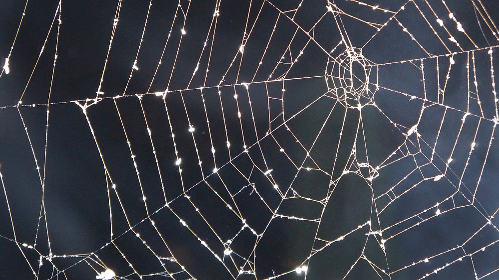 Free spider web image, public domain animal CC0 photo.
