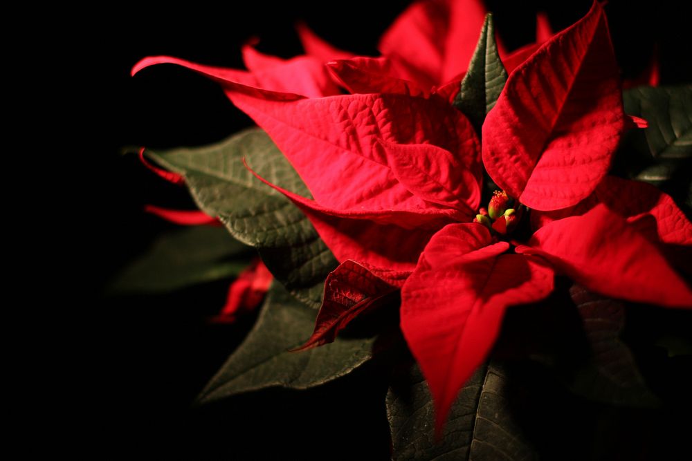 Free red poinsettia image, public domain Christmas flower CC0 photo.