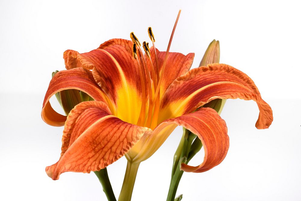 Free orange lily image, public domain flower CC0 photo.