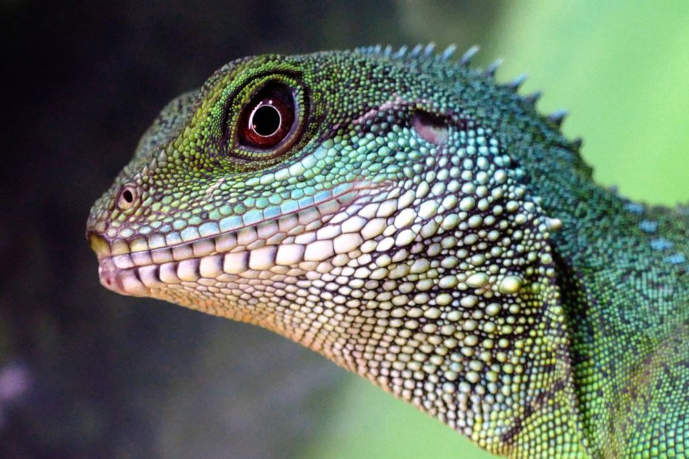 Free lizard head closeup image, public domain animal CC0 photo.