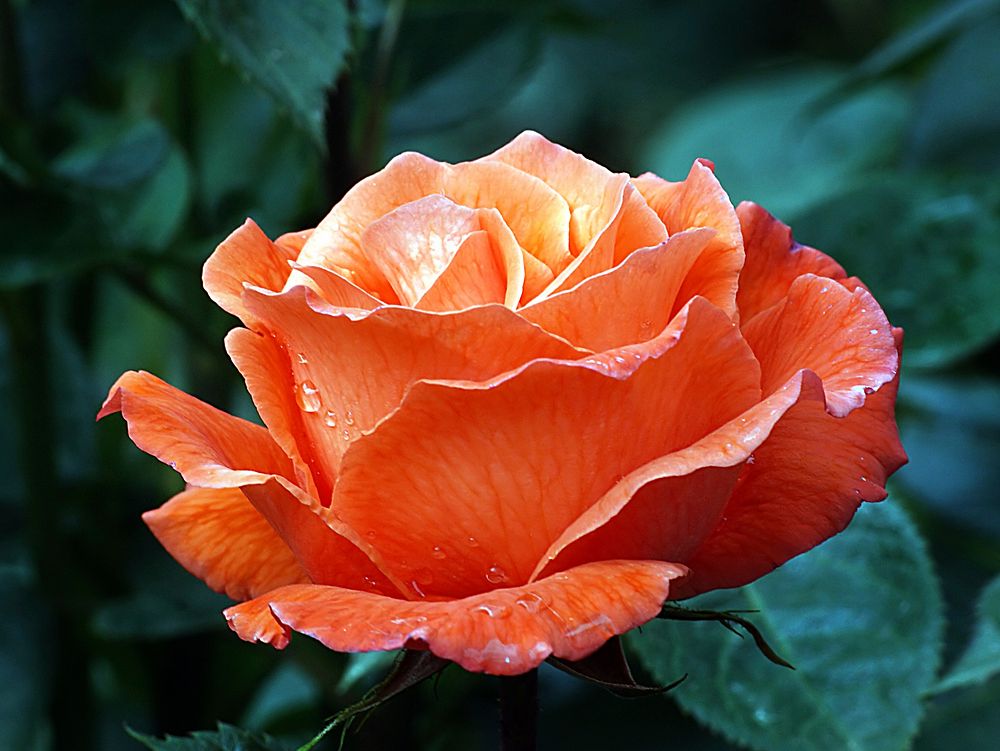 Free orange rose image, public domain flower CC0 photo.