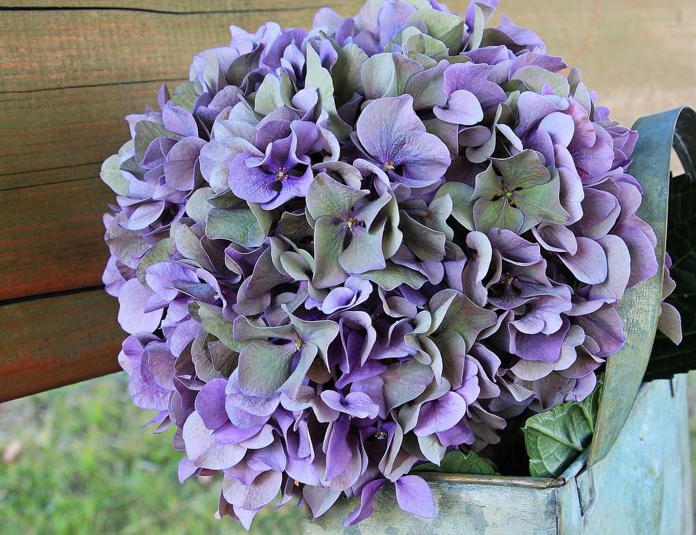 Free purple hydrangea image, public domain flower CC0 photo.