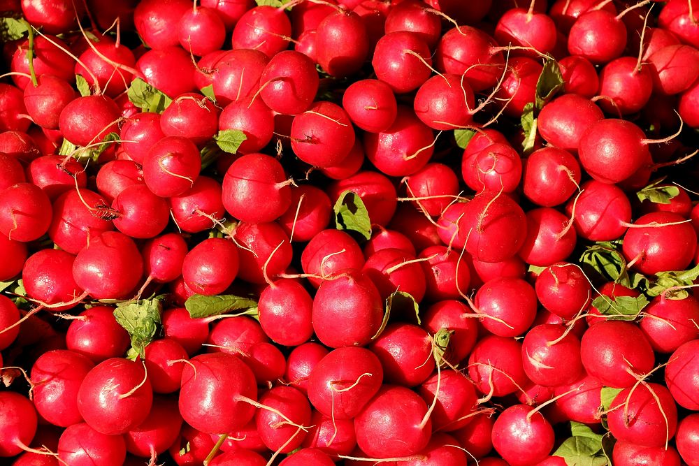 Free red radish pile image, public domain CC0 photo.
