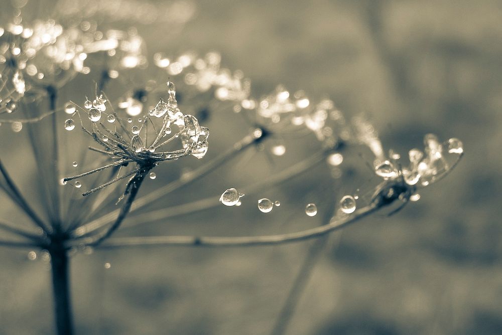 Free macro dew on plant stem image, public domain botanical CC0 photo.