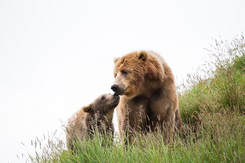 Free brown bear mother with her cub on the hill public domain CC0 photo.