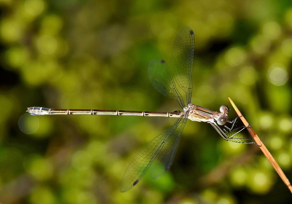 Free close up dragonfly on grass, public domain animal CC0 photo.