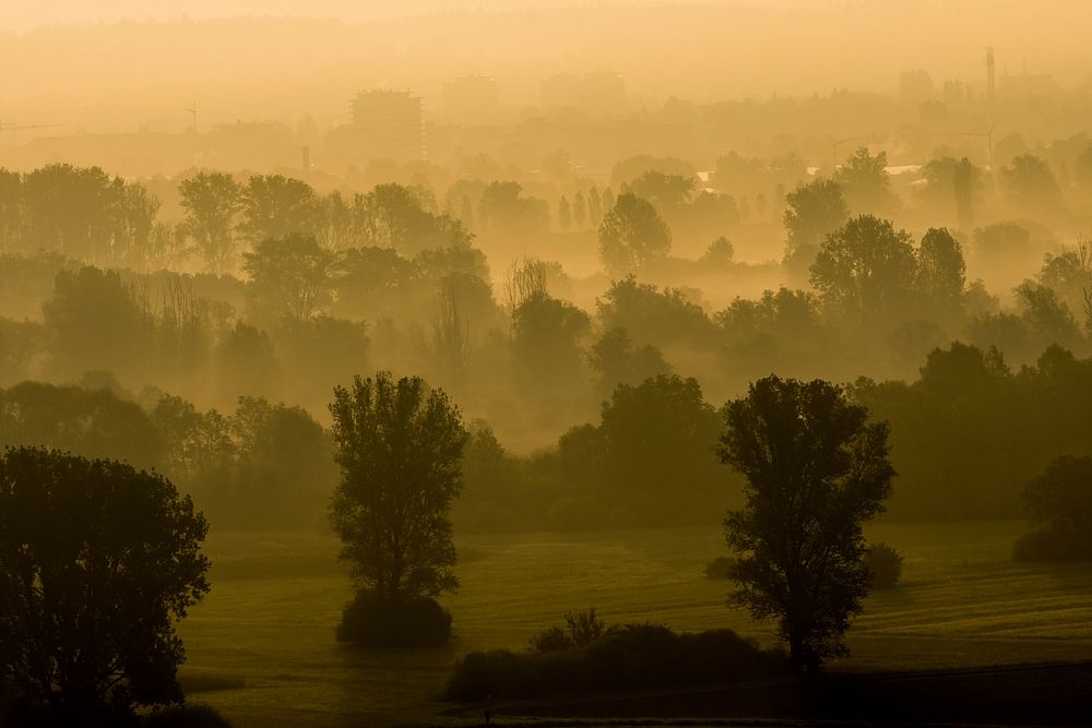 Free fog over forest image, public domain nature CC0 photo.