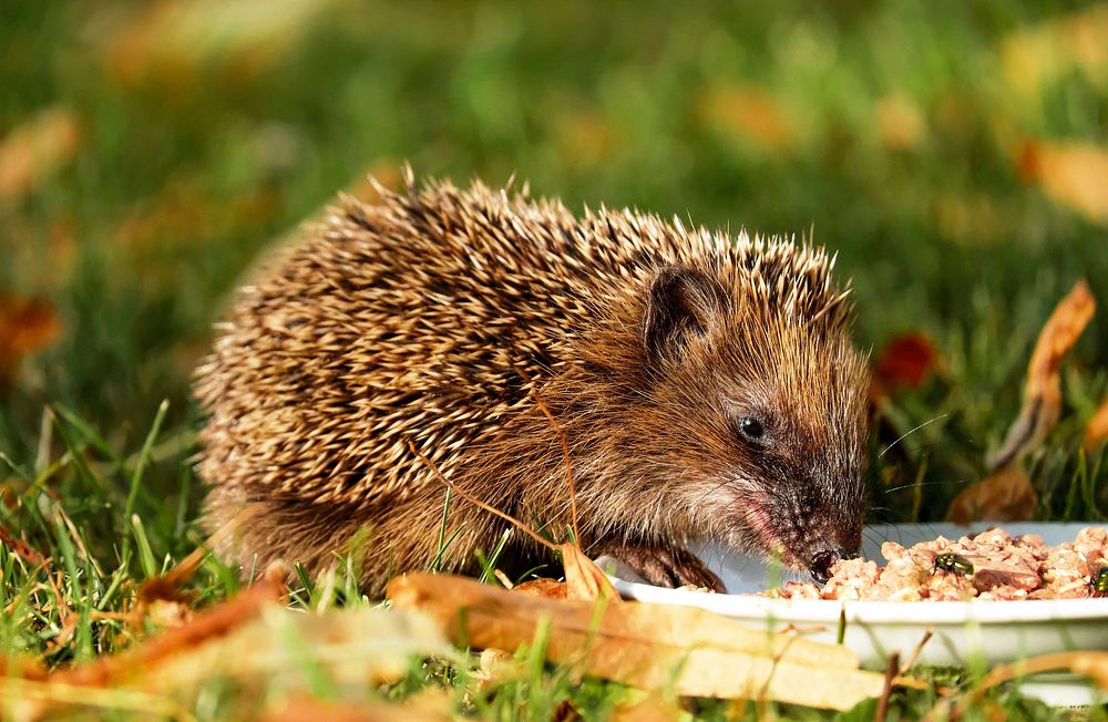 Free hedgehog in nature background portrait photo, public domain animal CC0 image.