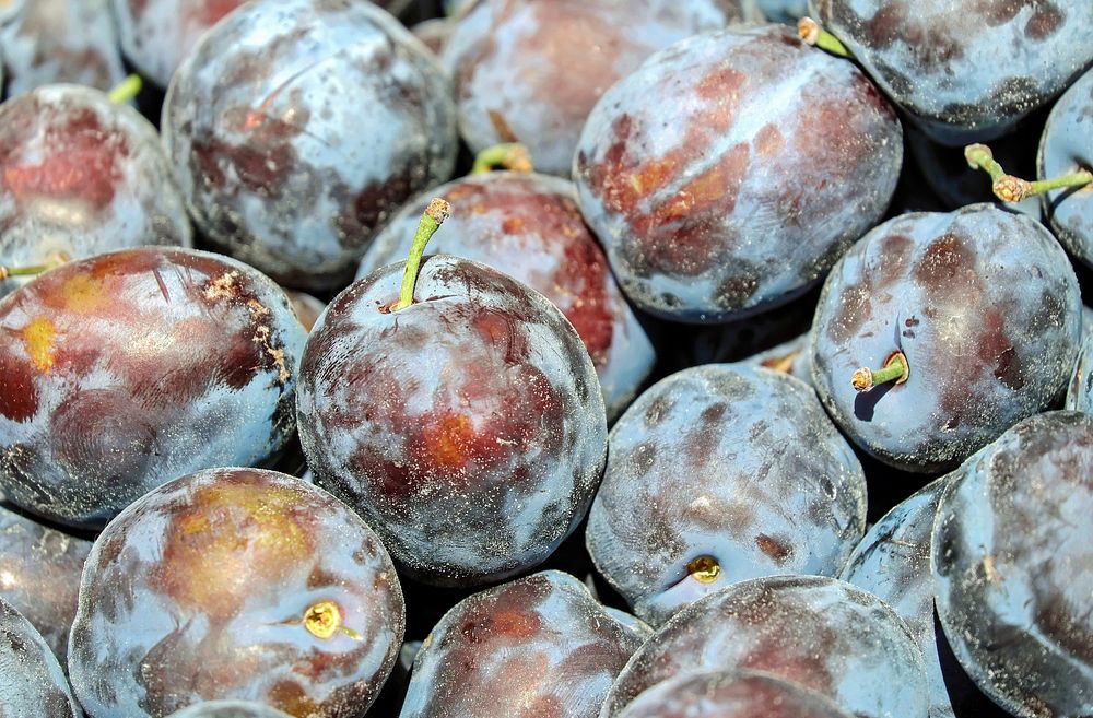 Free close up fresh plum mage, public domain fruit CC0 photo.