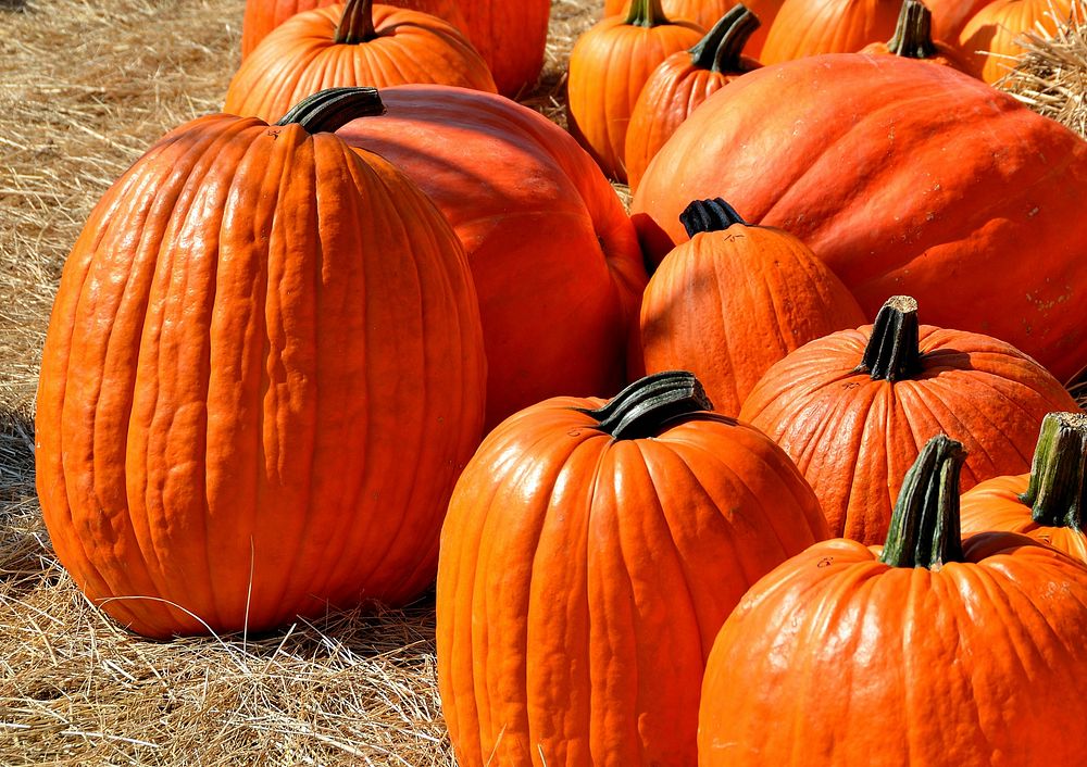 Free pumpkins display image, public domain food CC0 photo.