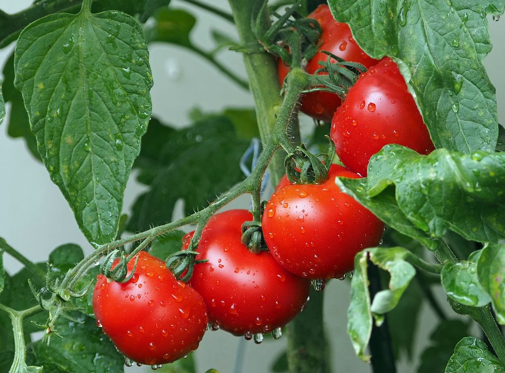 Free closeup on wet growing tomatoes photo, public domain CC0.