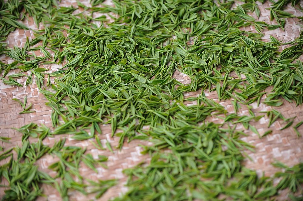 Free fresh green tea leaf image, public domain food CC0 photo.