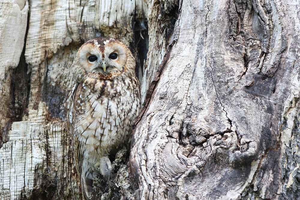 Free owl image, public domain animal CC0 photo.