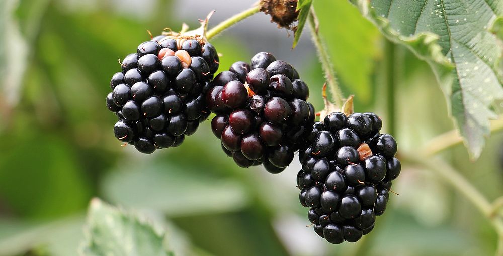 Free blackberries photo, public domain fruit CC0 photo