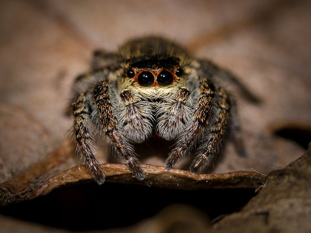 Free macro spider on leaf image, public domain animal CC0 photo.