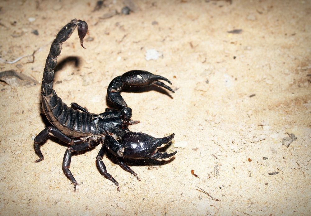 Free black scorpion close up photo, public domain animal CC0 image.