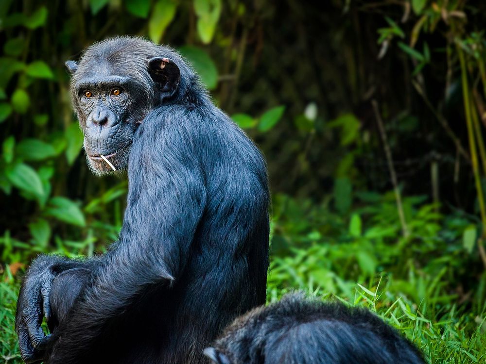 Free chimpanzee in forest photo, public domain animal CC0 image