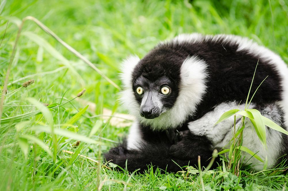 Free cute Madagascan lemur image, public domain CC0 photo.