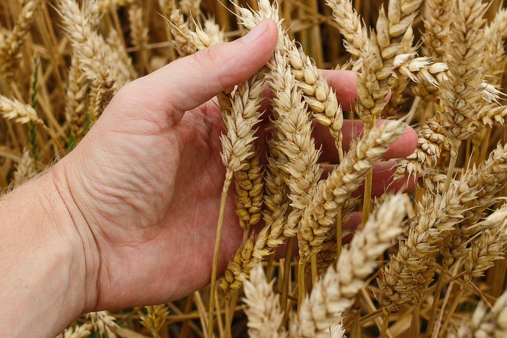 Free einkorn wheat field image, public domain food CC0 photo.