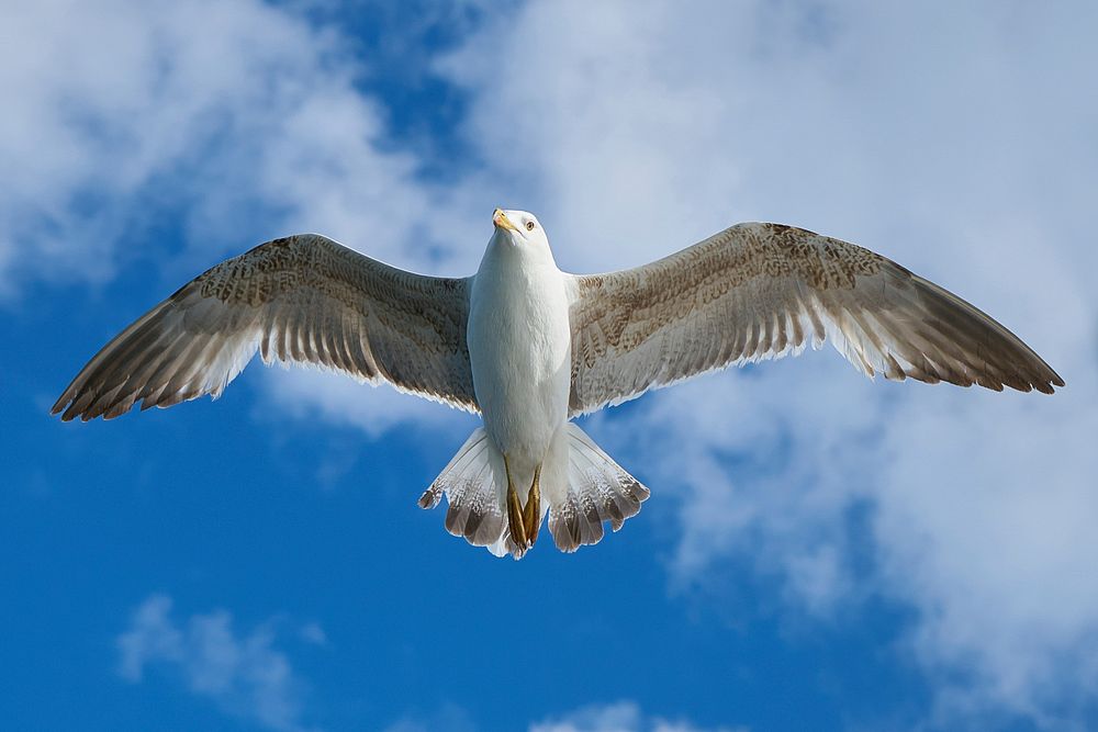 Free seagull flying in blue sky portrait photo, public domain animal CC0 image.