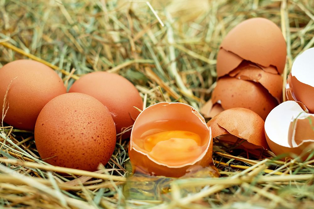 Free cracked egg on hay image, public domain CC0 photo.