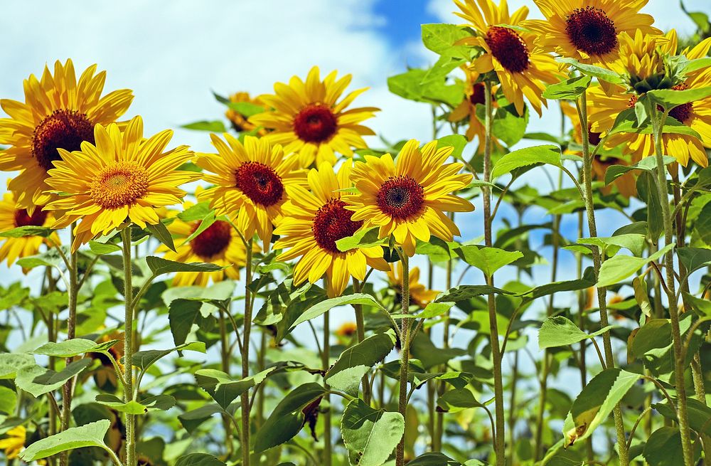 Free sunflower image, public domain flower CC0 photo.