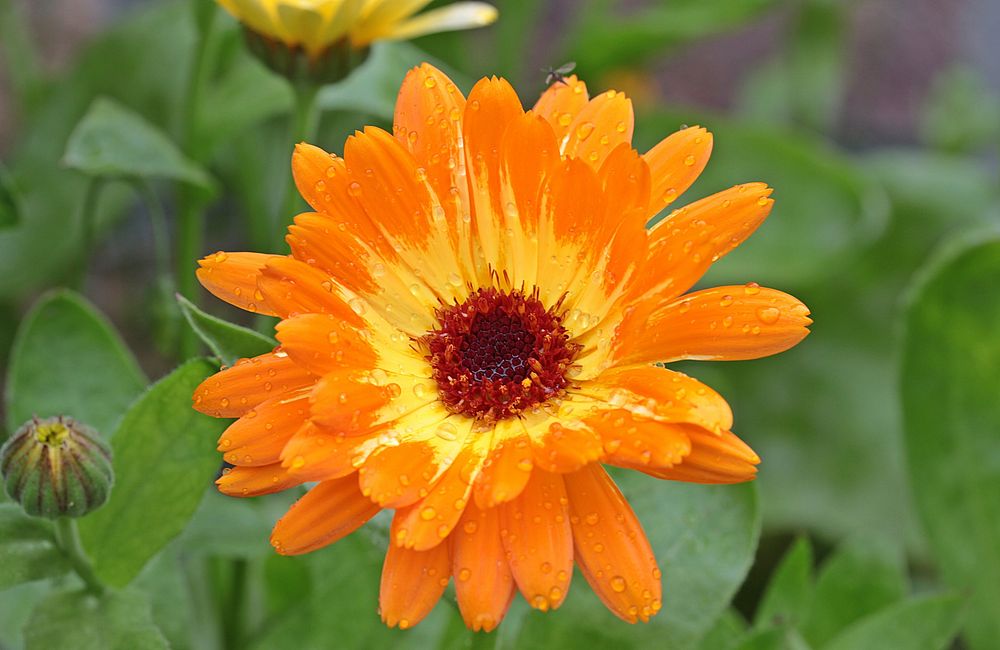 Free orange daisy image, public domain flower CC0 photo.