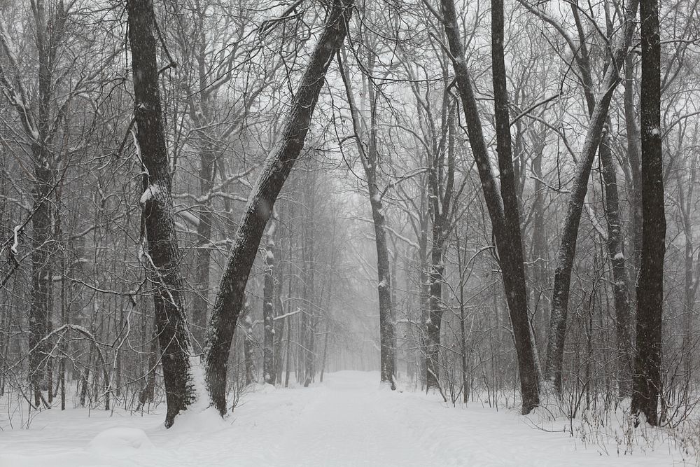 Free winter snow trees photo, public domain winter CC0 image.