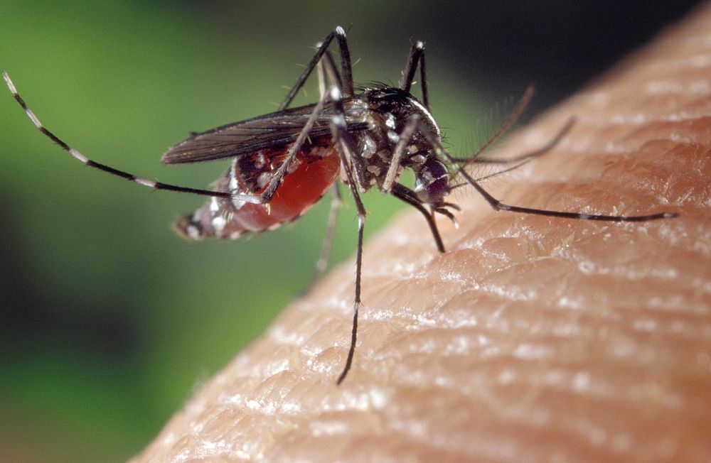 Free mosquito image, public domain animal CC0 photo.