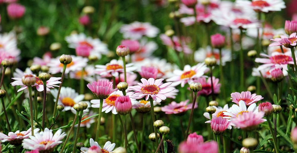 Free pink daisies image, public domain flower CC0 photo.