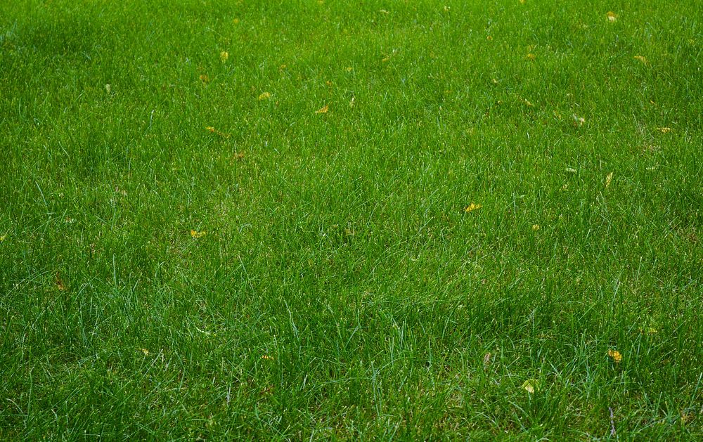 Free filed of grass image, public domain nature CC0 photo.