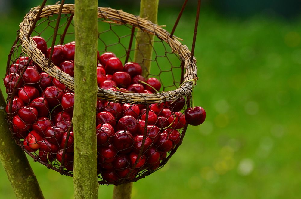 Free cherries public domain CC0 photo.