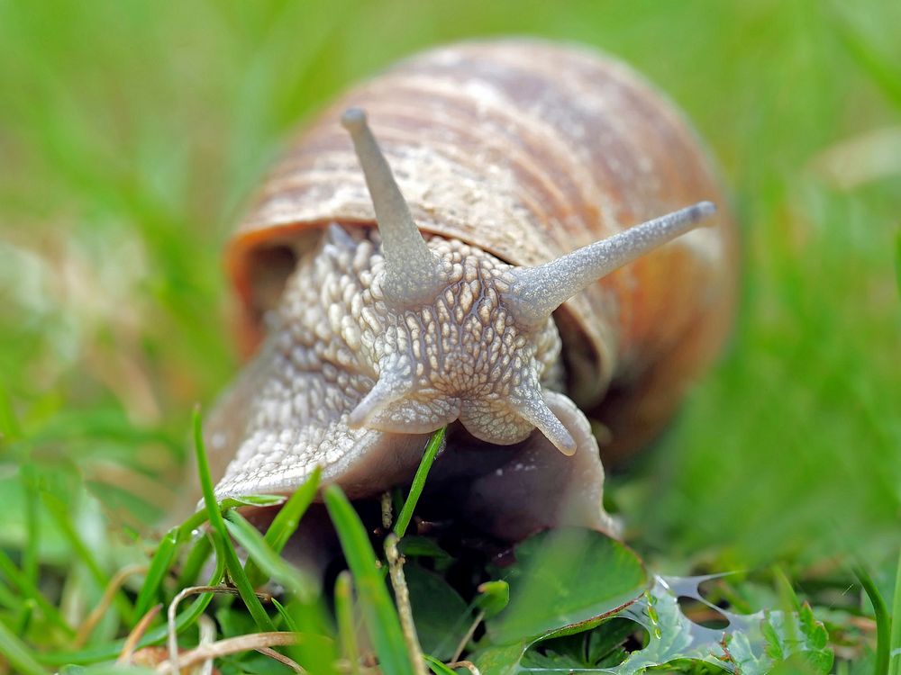 Free snail crawling on grass image, public domain animal CC0 photo.